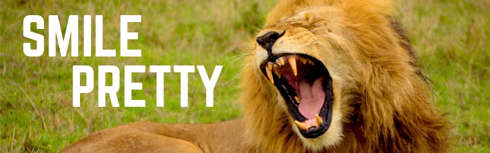 "Smile Pretty" - Lion Roaring